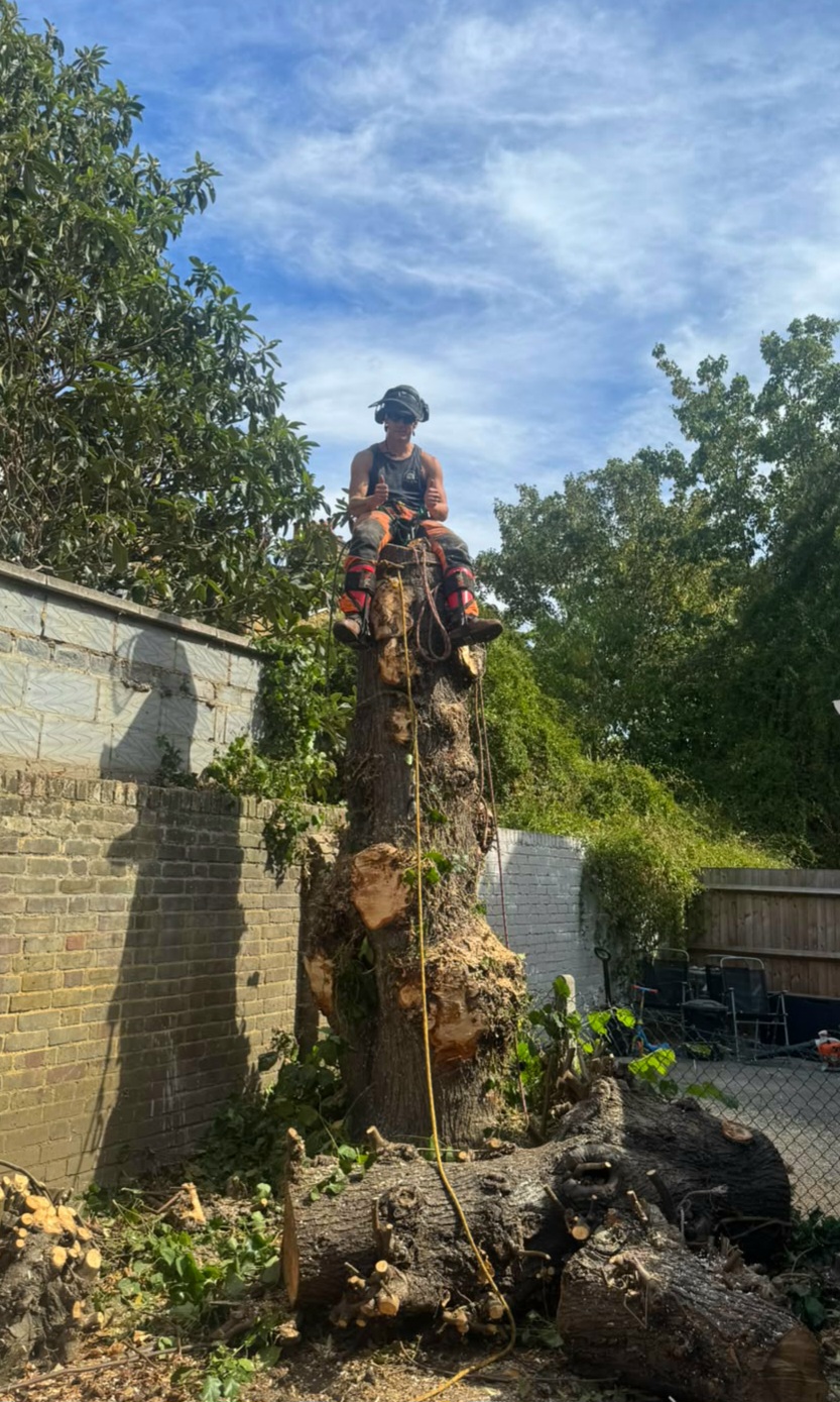Arborist sitting at the top of a dismantled stem after tree work
